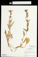 Penstemon cyananthus var. subglaber image