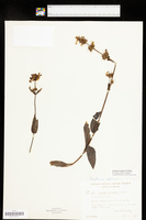 Penstemon euglaucus image