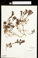 Penstemon fruticosus var. serratus image