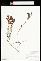 Penstemon fruticosus var. scouleri image