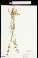 Penstemon gracilis image