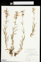 Penstemon gracilis var. gracilis image