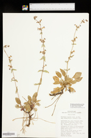 Penstemon humilis subsp. obtusifolius image