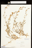 Penstemon laetus subsp. laetus image