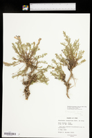 Penstemon linarioides subsp. sileri image