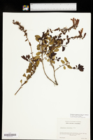Penstemon newberryi subsp. newberryi image
