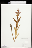 Physostegia parviflora image