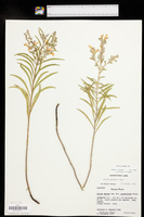Salvia azurea image