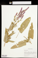 Salvia x sylvestris image