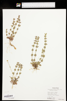 Scutellaria parvula var. australis image