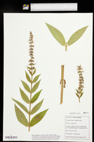 Stachys tenuifolia var. tenuifolia image