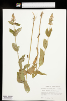 Stachys tenuifolia var. latidens image