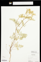 Chaerophyllum tainturieri image