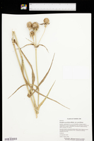 Eryngium yuccifolium var. yuccifolium image