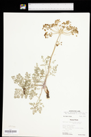 Lomatium foeniculaceum var. daucifolium image