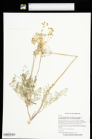 Lomatium foeniculaceum var. daucifolium image