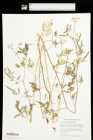 Torilis arvensis image