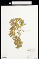 Physalis hederifolia var. comata image