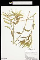 Physalis longifolia var. longifolia image