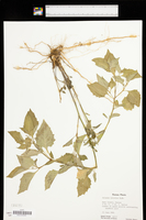 Solanum interius image