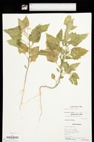 Solanum interius image