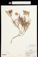 Eriogonum helichrysoides image