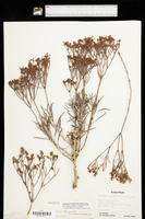 Eriogonum helichrysoides image