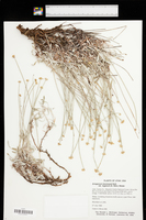 Eriogonum brevicaule var. loganum image