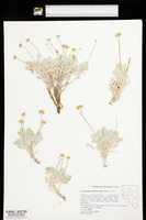 Eriogonum diatomaceum image