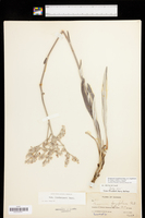 Eriogonum longifolium var. longifolium image