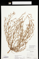 Polygonum ramosissimum subsp. prolificum image