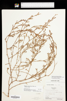 Polygonum ramosissimum subsp. prolificum image