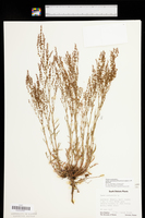Rumex acetosella subsp. pyrenaicus image