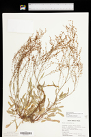 Rumex acetosella subsp. pyrenaicus image