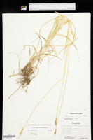 Carex austrina image