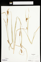 Carex granularis var. granularis image