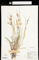 Carex granularis var. granularis image