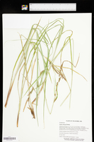 Carex emoryi image