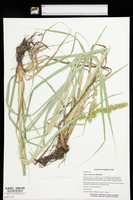 Carex crus-corvi image