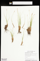 Carex filifolia var. filifolia image