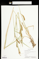 Carex hyalinolepis image