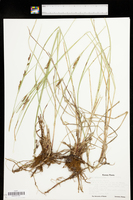 Carex melanostachya image
