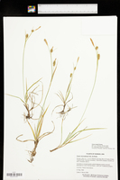 Carex meadii image