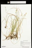 Carex meadii image