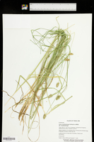 Carex muehlenbergii var. muehlenbergii image