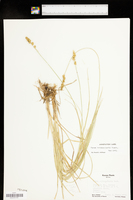 Carex triangularis image