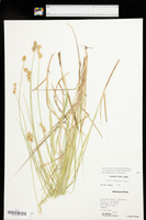 Carex shinnersii image