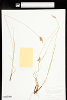 Carex torreyi image