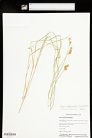 Carex suberecta image