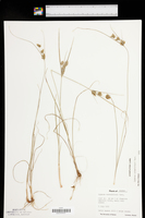 Cyperus schweinitzii image
